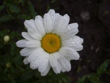 IMGP0133