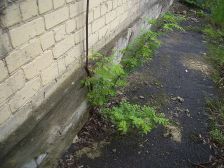 IMGP0225