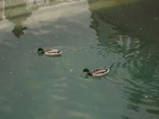 IMGP0401