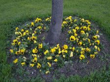 IMGP0424