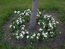 IMGP0425