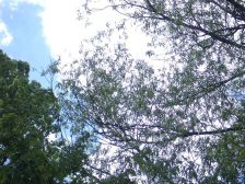 IMGP0468