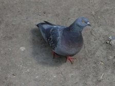 IMGP0470