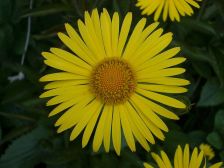 IMGP0550
