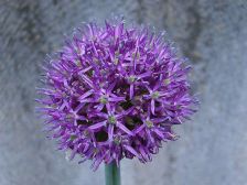IMGP0551