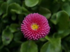 IMGP0554