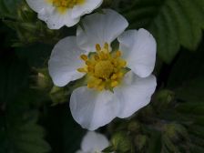 IMGP0555
