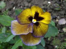 IMGP0557