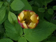 IMGP0561