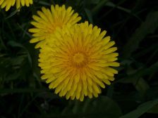 IMGP0577