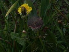 IMGP0585