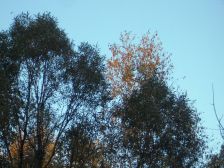 IMGP3946