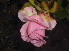 IMGP3947