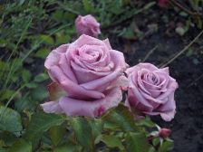 IMGP3948