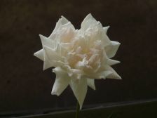 IMGP3955