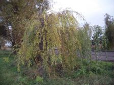 IMGP3976