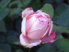 IMGP4085