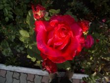 IMGP3386