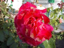 IMGP3387
