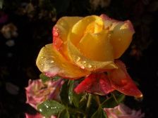 IMGP3392
