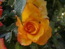 IMGP3396
