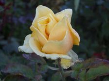 IMGP3484
