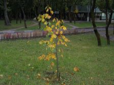 IMGP3748