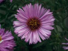 IMGP3779