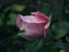 IMGP3784