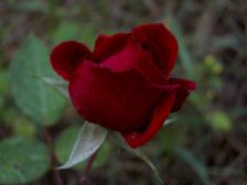 IMGP3785