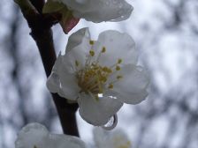 IMGP4970