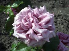 IMGP6039