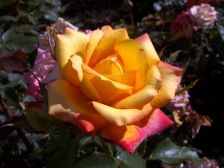IMGP6048