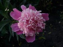 IMGP5896