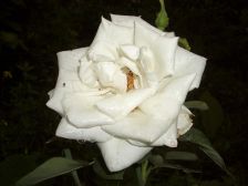 IMGP5990