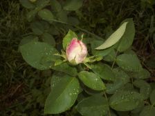 IMGP5991