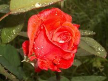 IMGP5993