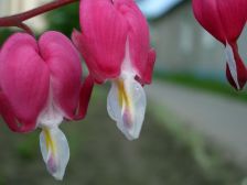 IMGP5567