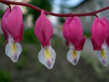 IMGP5568