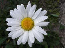 IMGP5590