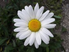 IMGP5591
