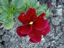 IMGP5596
