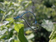 IMGP5616