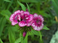 IMGP5631