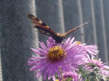 IMGP6572