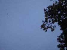 IMGP6671