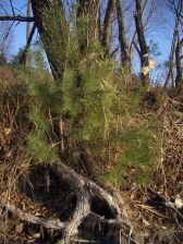 IMGP6733