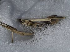 IMGP4667
