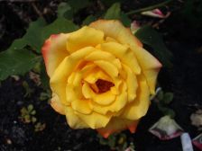 IMGP7594