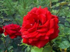 IMGP7595